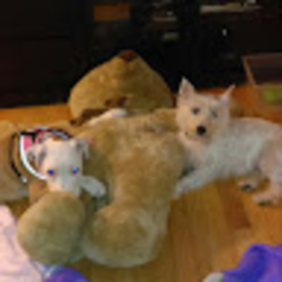 Meet your Posher, Starkitty - Picture 1 of 1